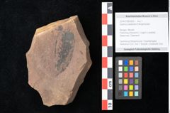 Foto (Objekt + Etikett) von Quercus palaeoilex Ettingshausen (NHMW-GEO-2024-0188-0826)